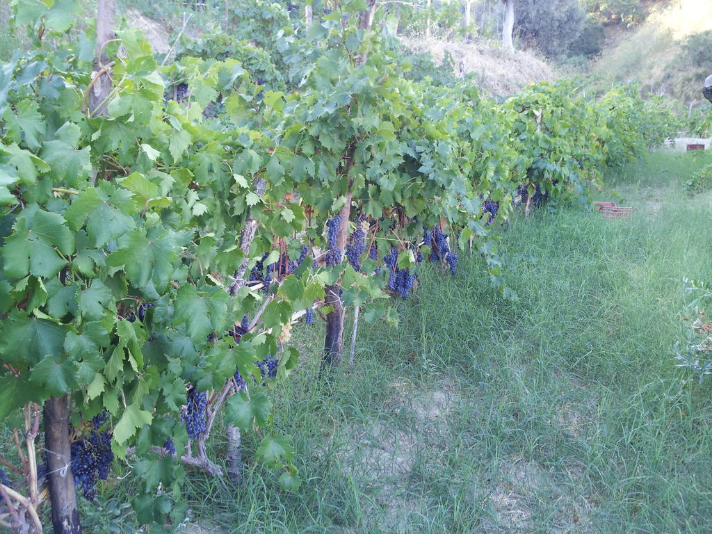 Bed and Breakfast Il Giardino Di Ausonia Reggio Calabria Exterior foto